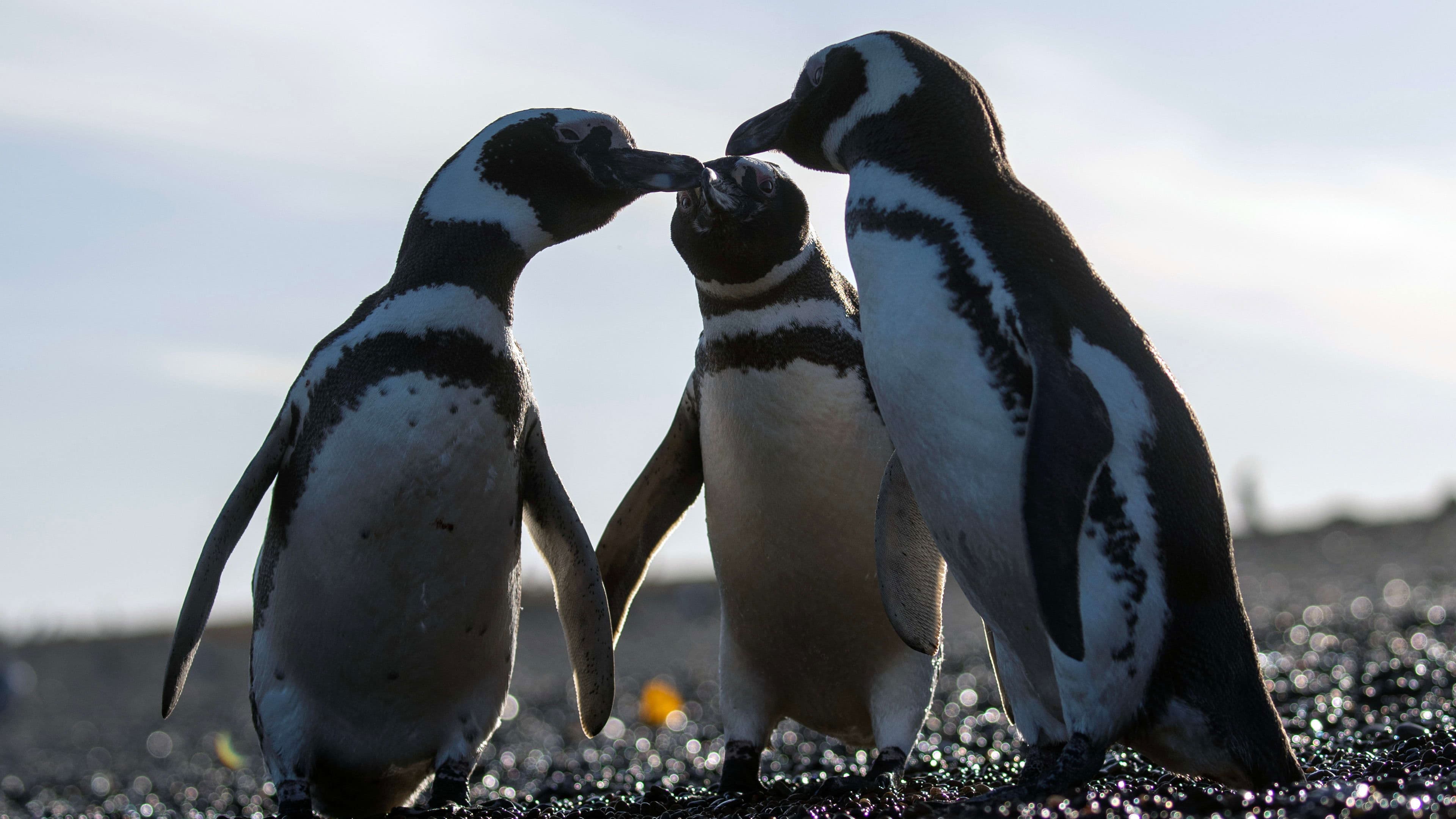Backdrop for Epic Animal Migrations: Patagonia