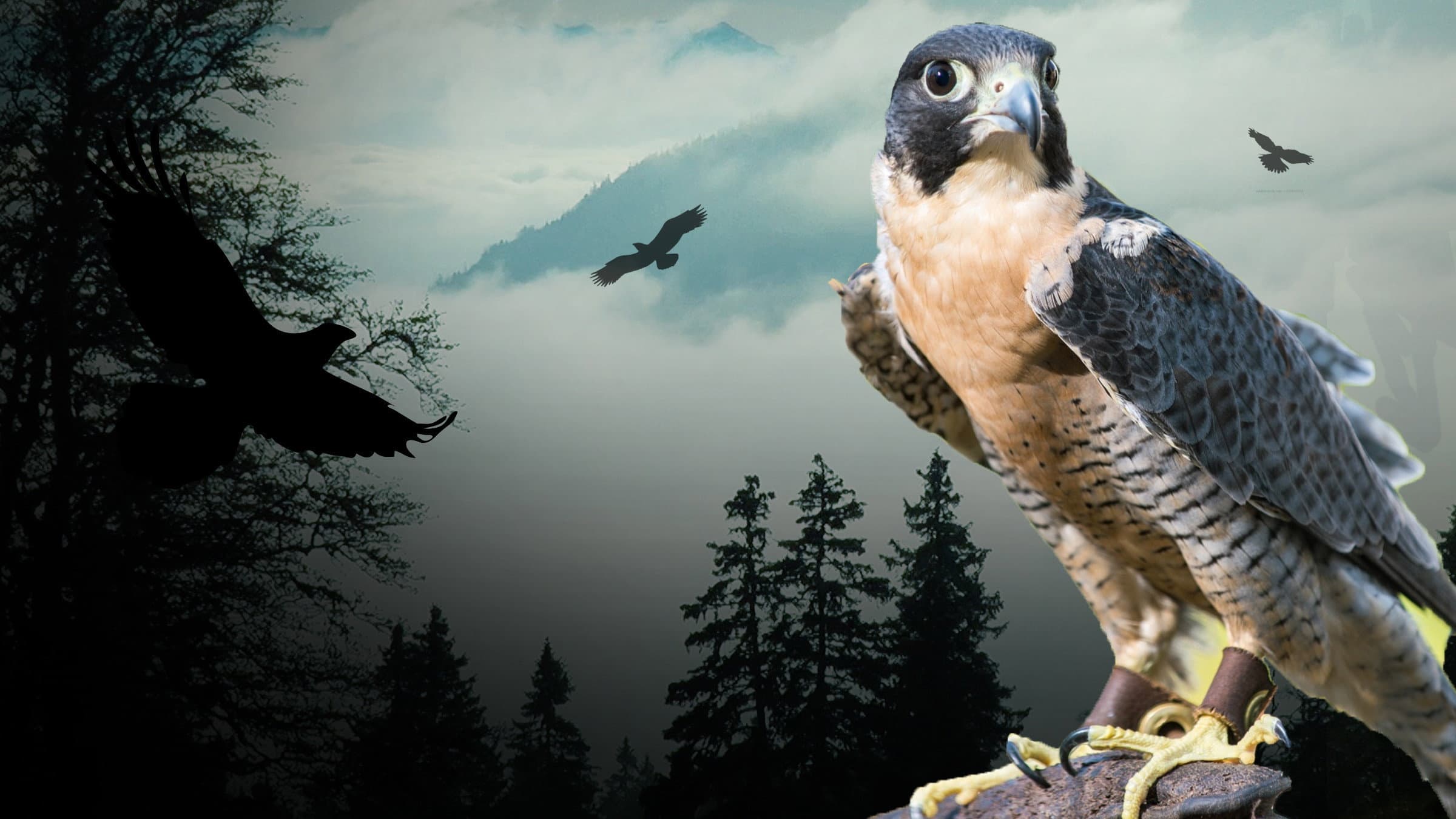 Backdrop for Peregrine Falcon: Lord of the Skies