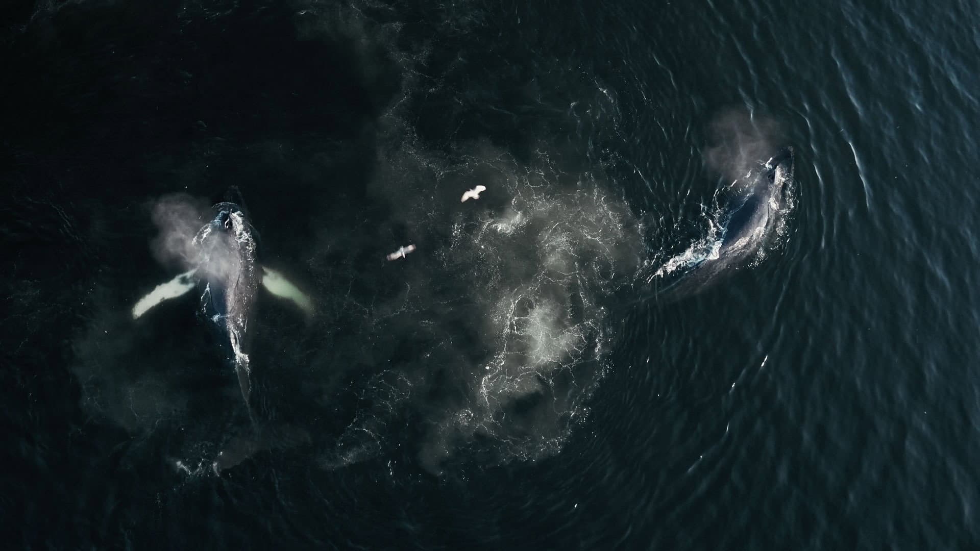 Backdrop for The Whale and the Raven