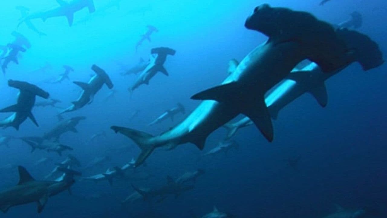 Backdrop for Deep Blue