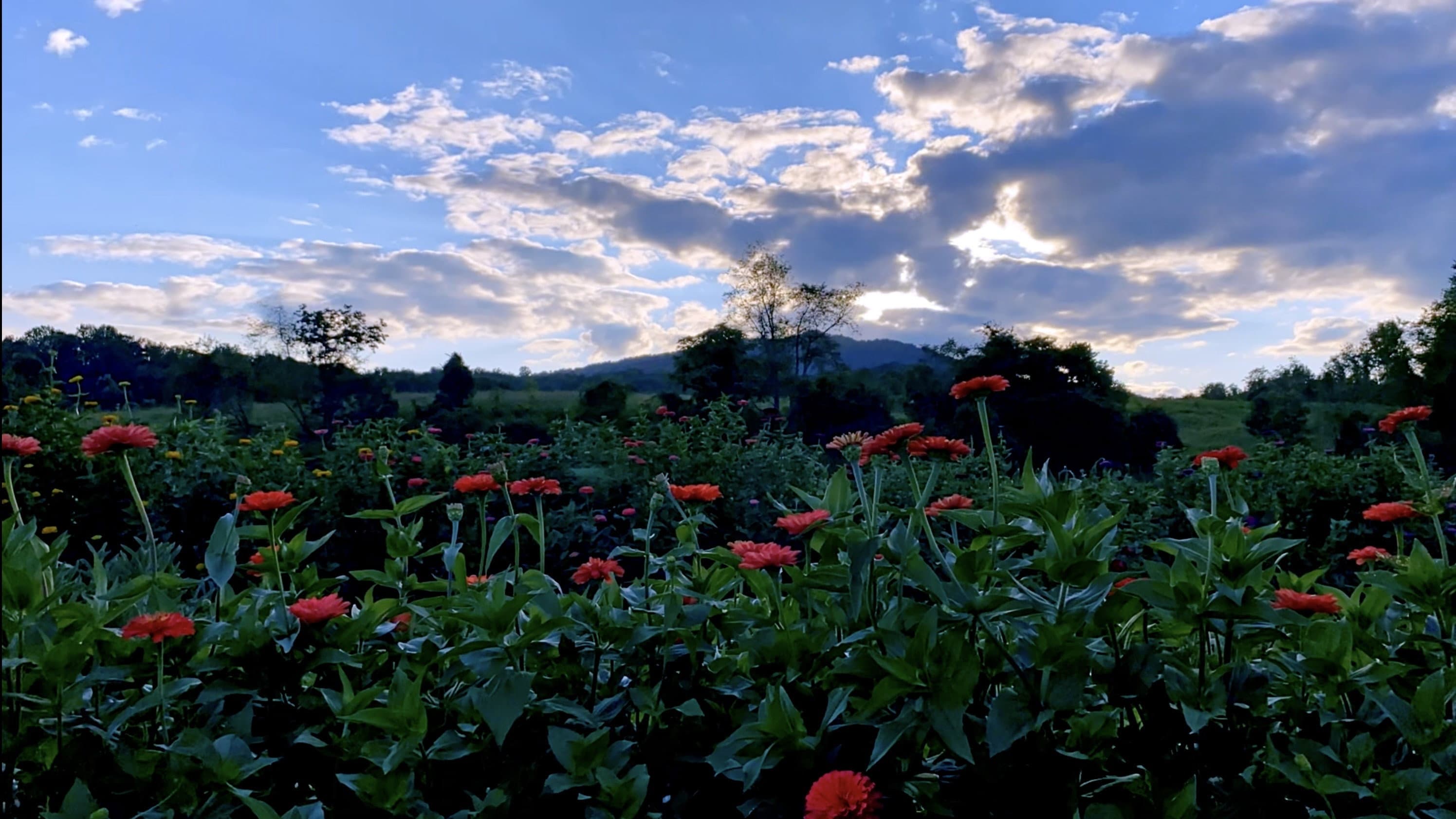 Backdrop for Half a Summer on Waterpenny Farm