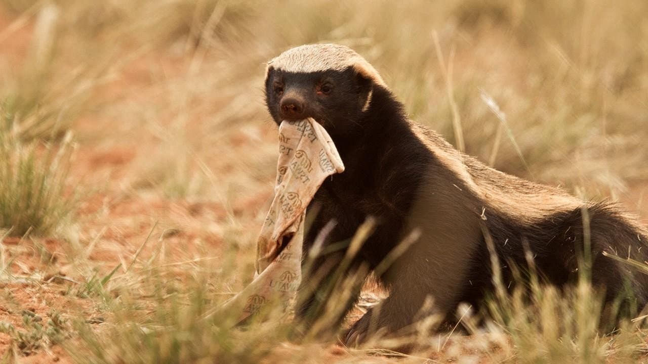 Backdrop for Ultimate Honey Badger