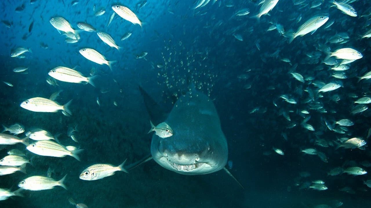 Backdrop for Deep Sea 3D