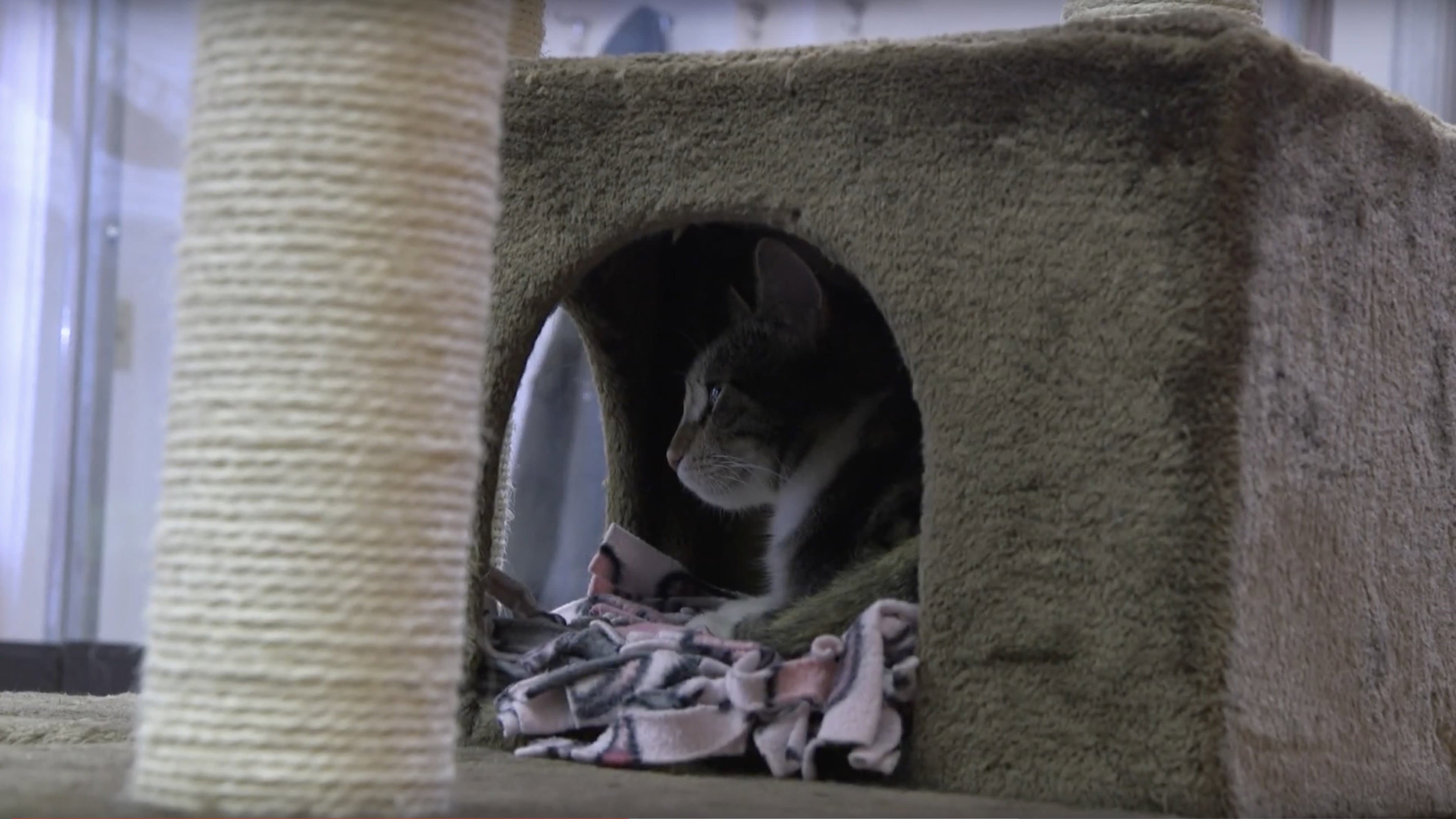 Backdrop for A Day at the Cat Cafe