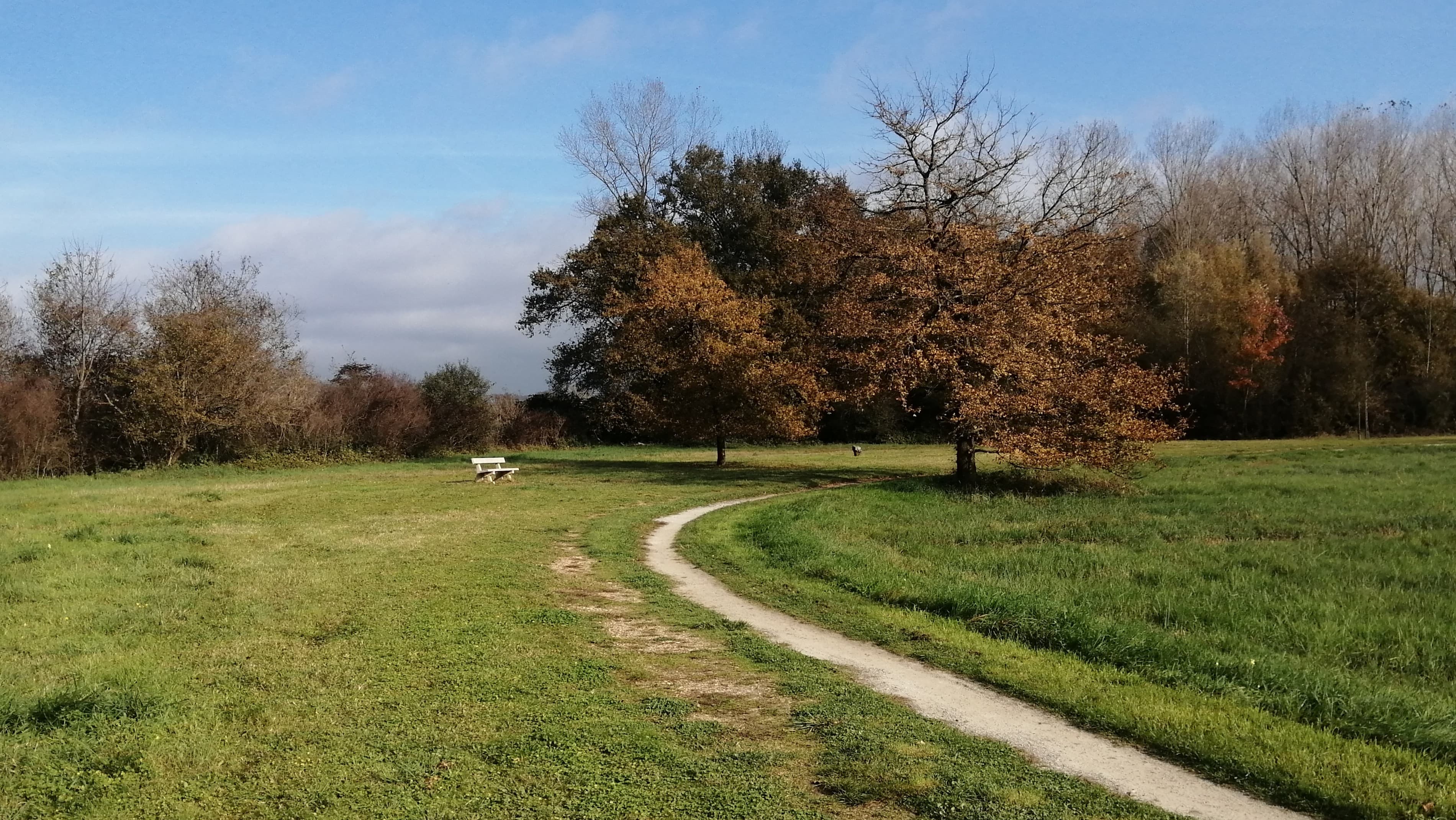 Backdrop for Running Fields II