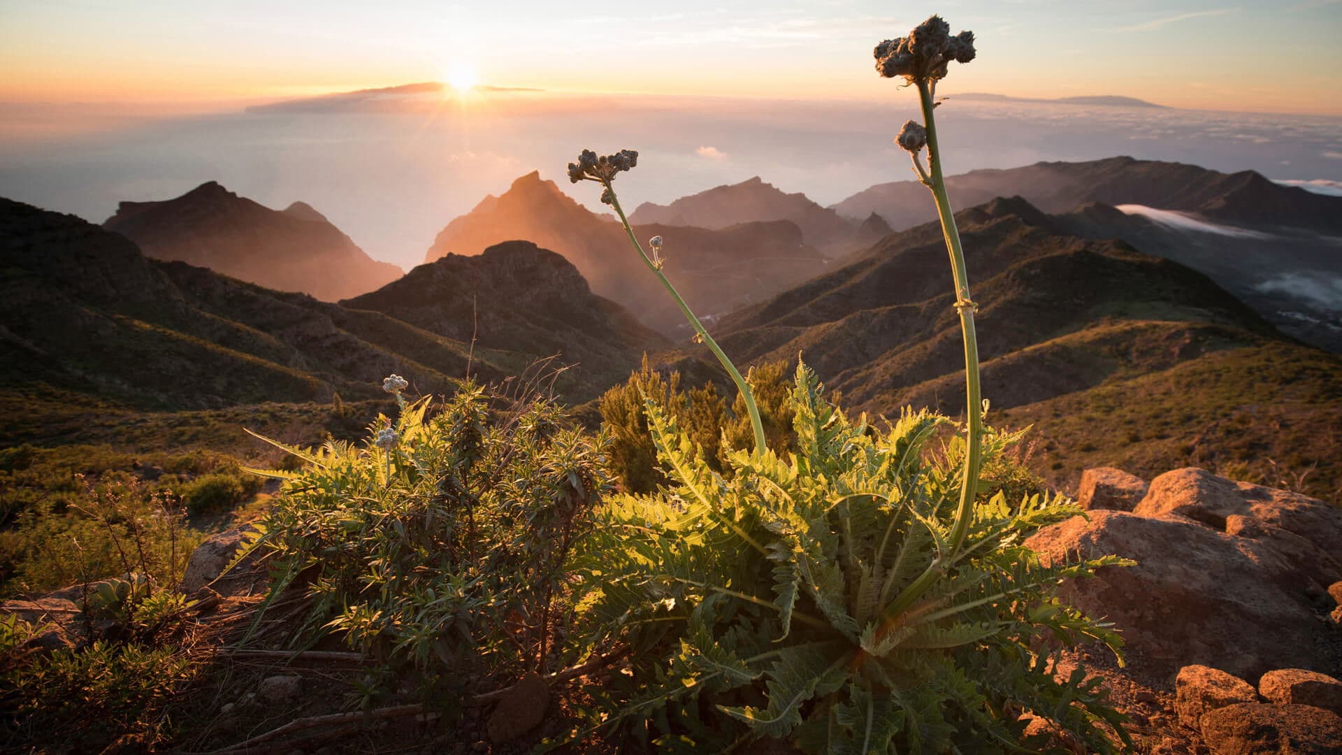 Backdrop for The Canary Islands